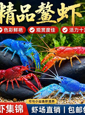鳌虾观赏虾淡水冷水族耐活体宠物红白蓝色小龙虾火山原生天空蓝魔