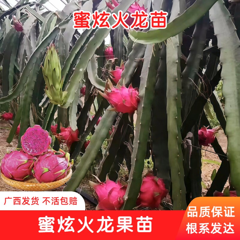 金都一号红心火龙果苗嫁接当年果