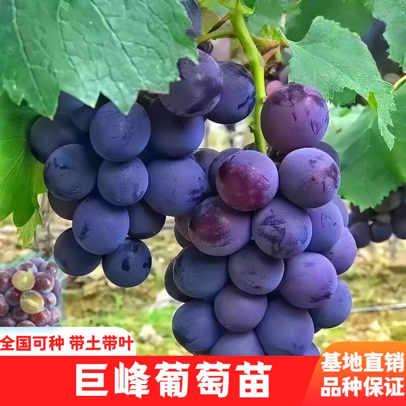 正宗巨峰葡萄苗大果当年结果