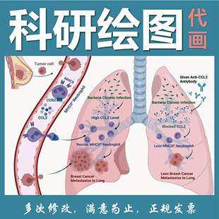 科研绘图 信号通路 医学插图 机制图 画图代画