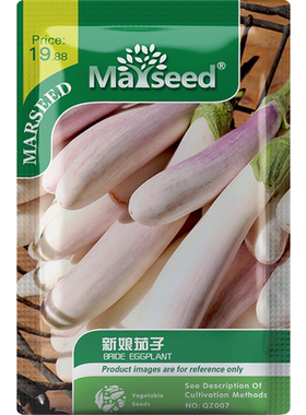 好看美味的“新娘”茄子种子