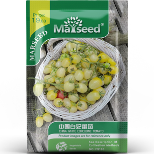 纯甜好吃白妃樱桃番茄果肉细腻抗病耐养蔬菜庭院地栽种子种苗A071