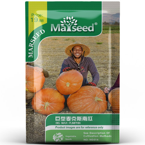 古老传家宝巨型麦克斯南瓜种子
