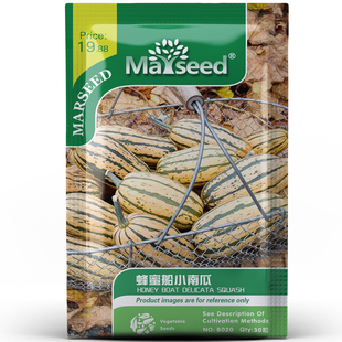 进口老品种HONEYBOAT蜂蜜船南瓜种子 超甜甜爱豆推荐 掌柜推荐