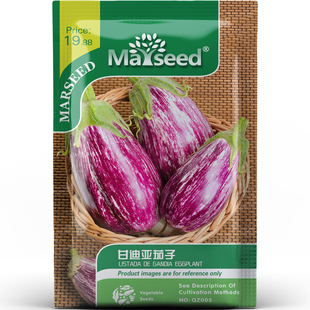 西班牙甘迪亚条纹茄子高产种子种苗清甜柔嫩庭院阳台盆栽蔬菜B192