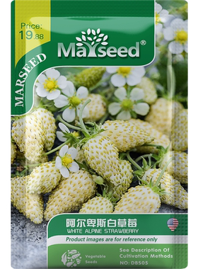 网红阿尔卑斯白高山草莓种子