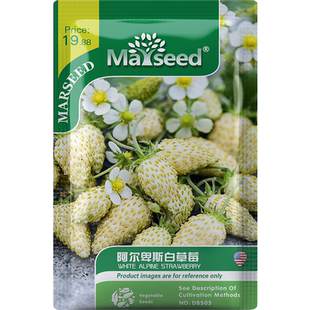【新品推荐】奶油阿尔卑斯白色高山草莓种子籽香甜阳台盆栽高产