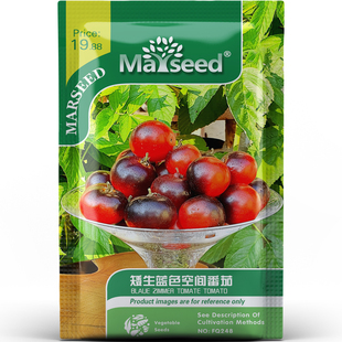 德国矮生蓝色空间番茄花青素高口感甜美阳台盆栽蔬菜种子种苗A011