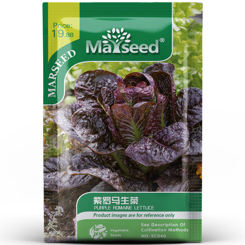 特色紫罗马生菜叶片脆嫩富含高花青素适合沙拉生食易管理种孑子籽