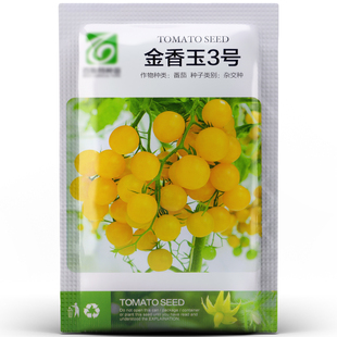 【超甜系列】网红品种金香玉3号樱桃小番茄种籽 皮薄多汁金黄鲜亮