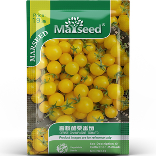 特色迷你香槟醋栗番茄种子种苗高甜带果香家庭蔬菜易种植B038