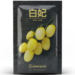 白妃小樱桃番茄种子籽孑苗好吃高产高糖 韩国进口正品 超甜系列