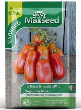 【MARSEED火星家】进口Fingers of Naples那不勒斯十指番茄种子苗
