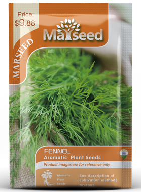 【MARSEED火星家】茴香种子籽孑香草种子四季阳台盆栽蔬菜