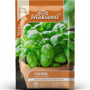 百搭食用香草大叶罗勒香味醇厚叶片厚实调味西餐阳台盆栽种子种苗