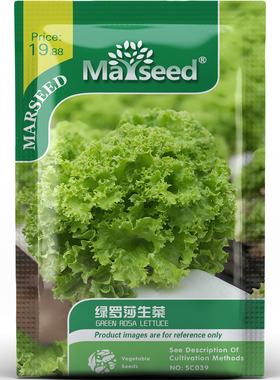 翠绿叶片绿罗莎生菜脆嫩清甜沙拉蔬菜种子种苗家庭园艺种满盆A188