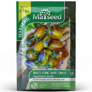 Brad 野猪农场新品 Atomic布拉德原子葡萄番茄种子 掌柜推荐
