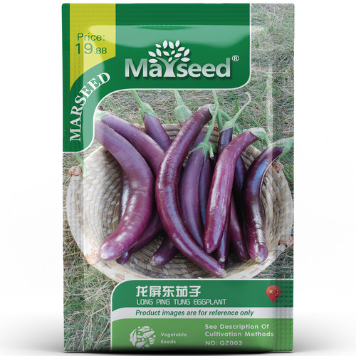 农家紫色茄子植物又甜又嫩