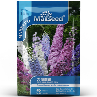 混色好看多年生大花翠雀飞燕草瀑布花序室内外耐寒花卉种子种苗