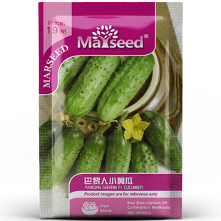 2015获AAS奖巴黎人小黄瓜种子开胃阳台盆栽脆嫩孑籽 推荐 新品