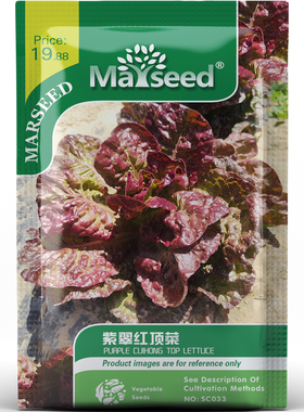 颜值天花板紫翠红顶生菜种子种苗生食清炒脆嫩清爽观赏蔬菜B182