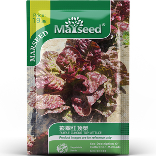 颜值天花板紫翠红顶生菜种子种苗生食清炒脆嫩清爽观赏蔬菜B182