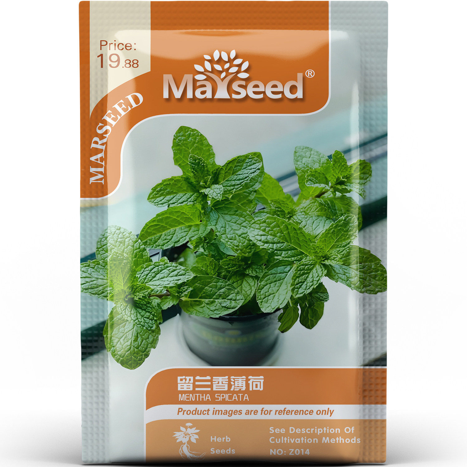 高产翠绿留兰香薄荷香气醇厚香草净化异味可盆栽地栽种子种苗A152