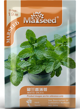 高产翠绿留兰香薄荷香气醇厚香草净化异味可盆栽地栽种子种苗A152