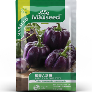 浪漫色系紫美人甜椒清辣美味好吃颜值高蔬菜阳台盆栽种子种苗A143