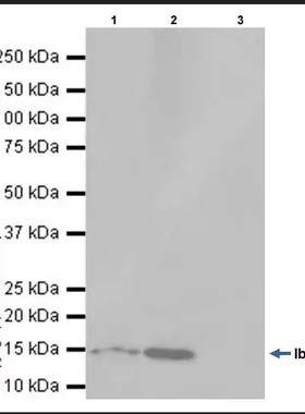重组Anti-Iba1抗体[EPR16589] (ab178847)