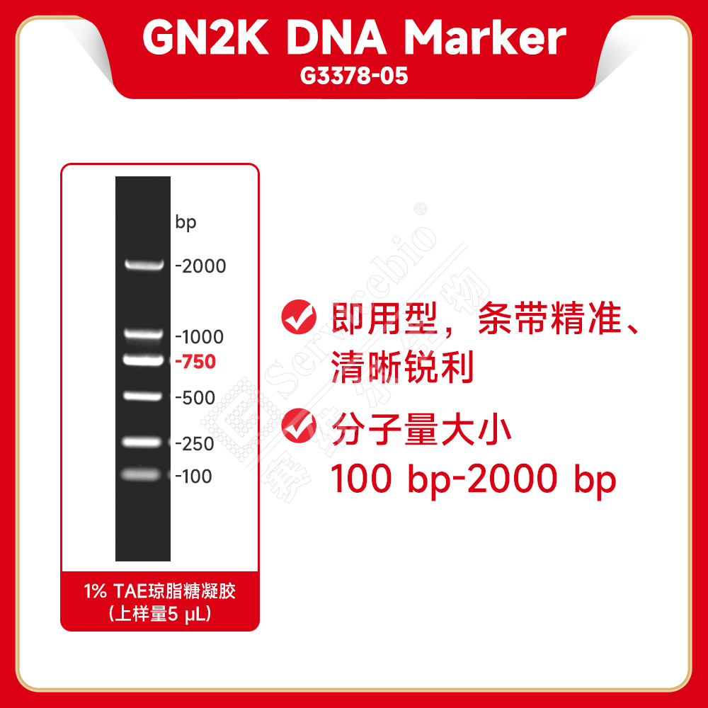 Servicebio赛维尔 DNA Marker 100-2000bp 100-3000bp 100-5000bp