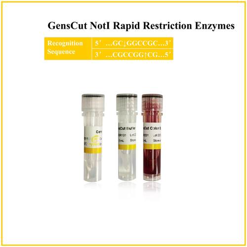 快速限制性内切酶 核酸内切酶 GensCut NotI (GSR027)
