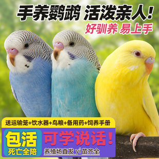 鹦鹉活鸟活物家养宠物小鸟云斑鹦鹉中小型会说话手养虎皮鹦鹉包活