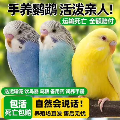 会学说话可上手送鸟粮