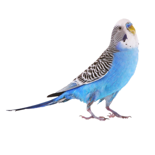 良姗博成年虎皮鹦鹉繁殖鸟下蛋鸟种鸟中小型彩色鹦鹉鸟宠物鸟活体