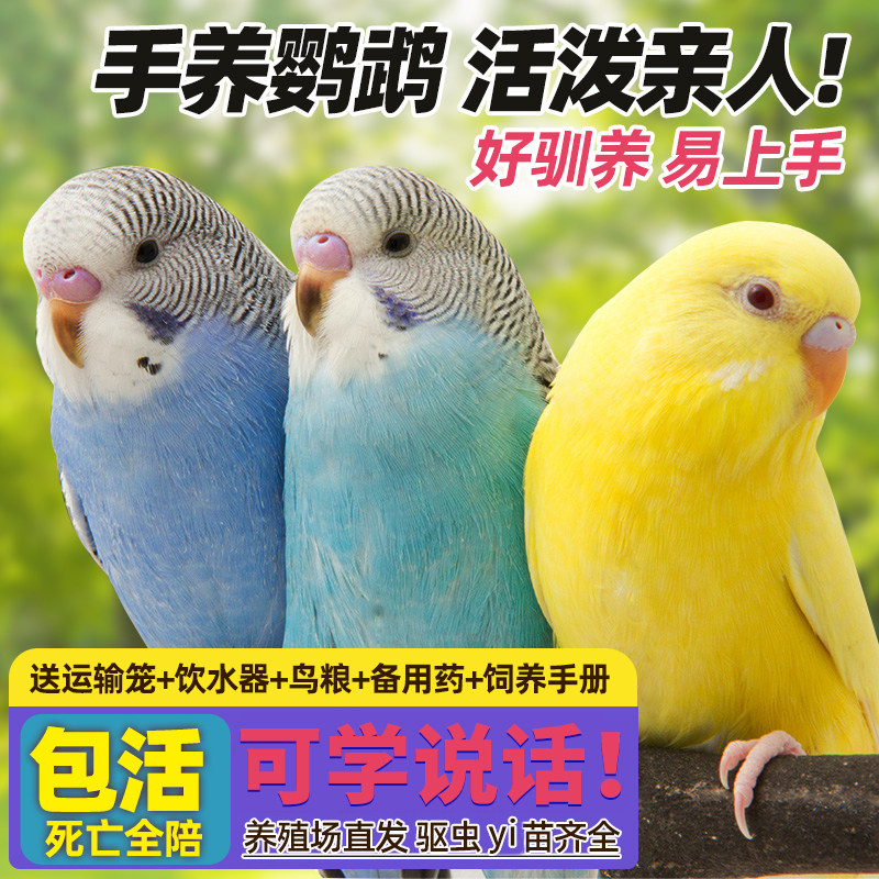 鹦鹉活鸟活物家养宠物小鸟云斑鹦鹉中小型会说话手养虎皮鹦鹉包活