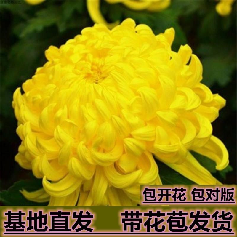 菊花盆栽四季开花植物带花苞大花九月菊花卉