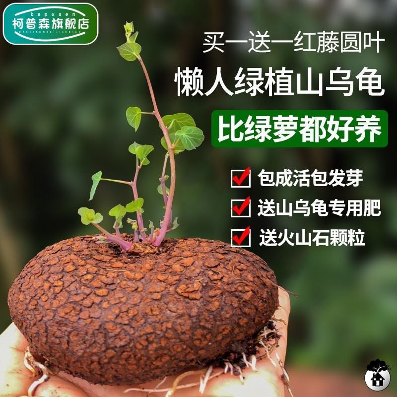山乌龟植物金不换盆栽红藤圆叶懒人绿植爬藤观叶地不容金线吊乌龟
