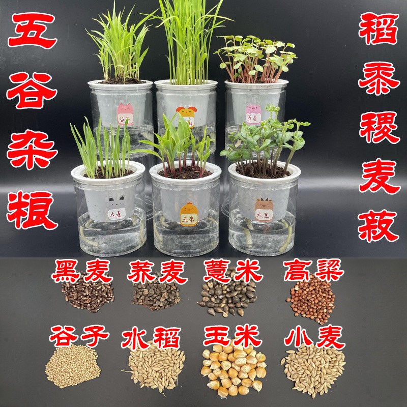 幼儿园学生观察植物生长日记五谷杂粮花生玉米水稻小盆栽科学实验