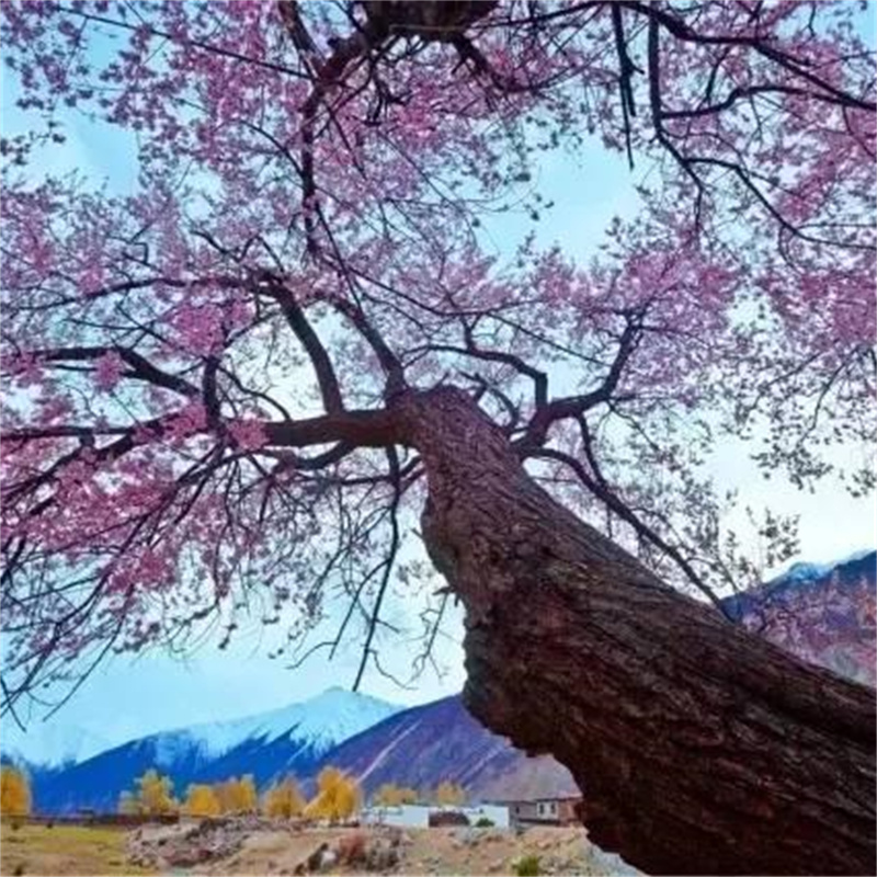 真东南野生桃木树枝条干粗棒棍簪子原木料护身婴儿防惊吓跨火盆