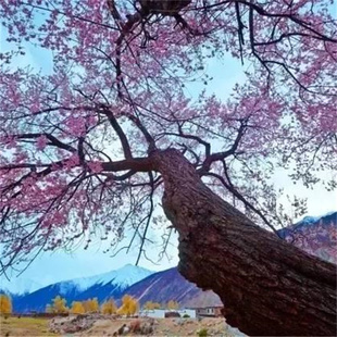 真东南野生桃木树枝条干粗棒棍簪子原木料护身婴儿防惊吓跨火盆