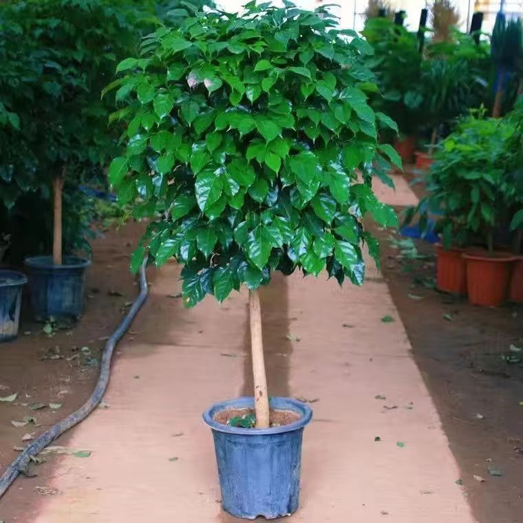 独杆棒棒糖形老桩幸福树室内大型植物四季常青绿植办公室净化空气