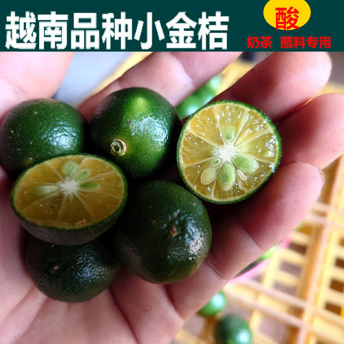 越南品种小青桔金橘柠檬奶茶用
