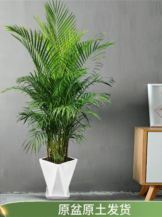 散尾葵绿植室内外盆栽客厅办公室净化空气吸甲醛开业租摆大型植物