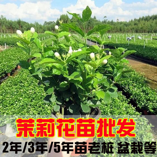 双瓣茉莉花苗价格 多少钱