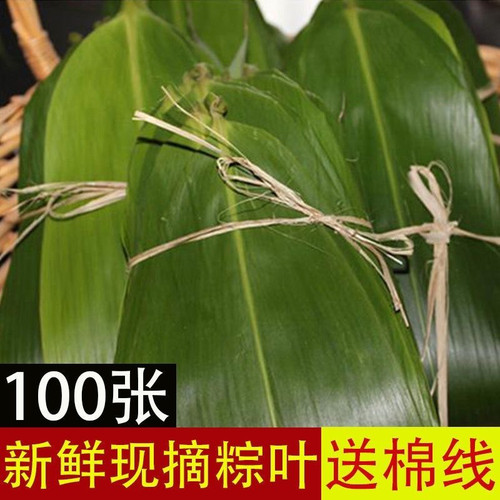 大宽叶新鲜粽叶正宗真空包粽子叶竹叶批发箬叶特价家用家庭装