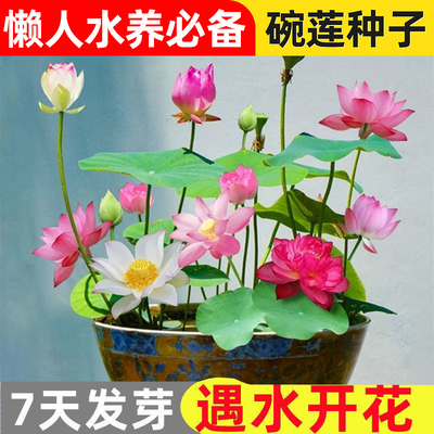 莲花绿植花中君子开口碗莲