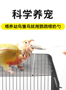 喂水喂奶雏鸟幼鸟虎皮八哥鹦鹉喂食器勺子手养雏鸟喂奶勺子喂鸟