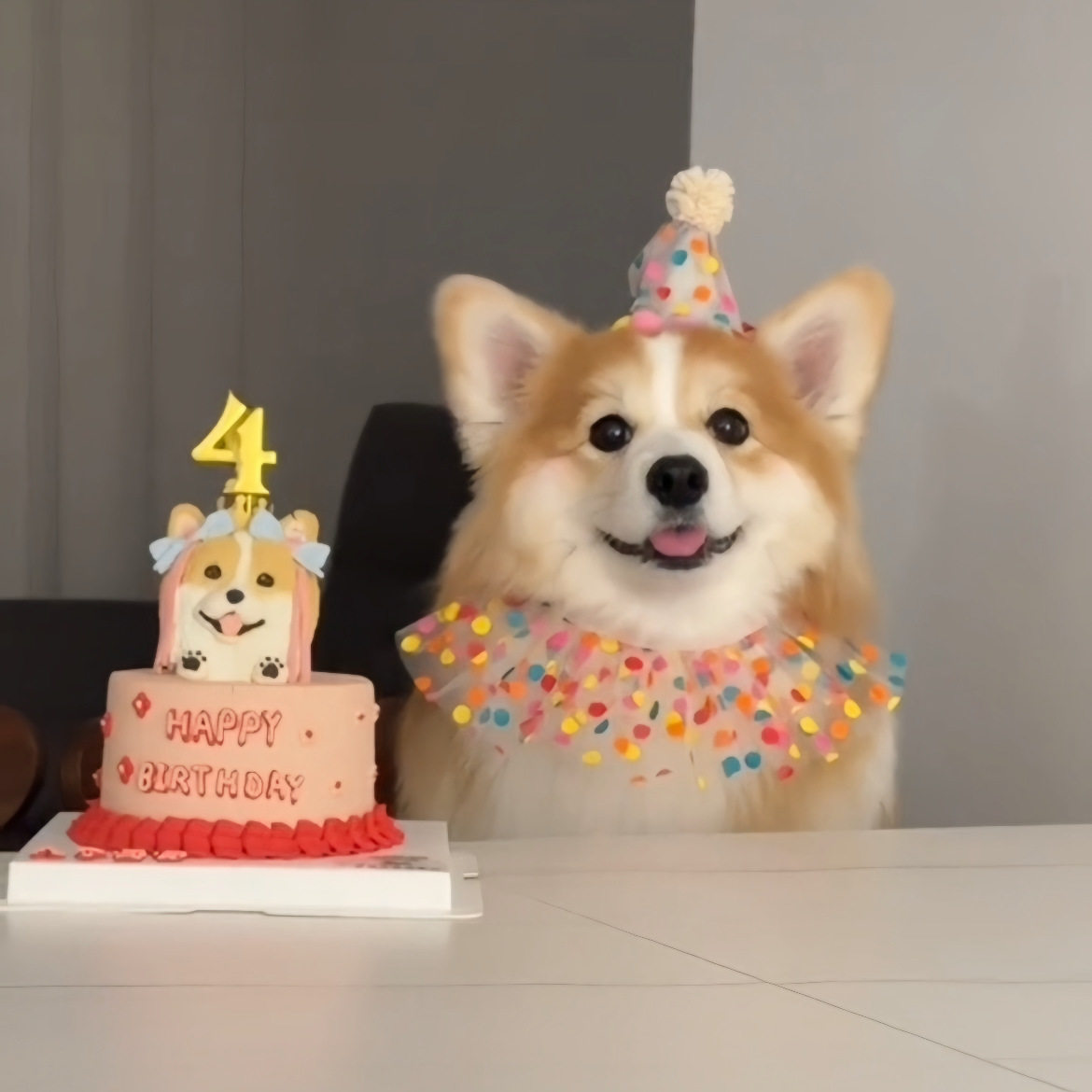 狗狗围兜节日帽彩球圆点纱宠物生日帽猫咪装饰彩球圆点纱生日帽子,宠物/宠物食品及用品,帽子,淘宝优惠券,粉丝福利购,淘宝优惠卷