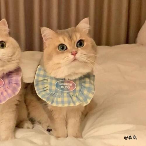 金渐层猫咪碎花围脖饰品春夏薄款宠物花边口水巾小猫氛围感装饰领